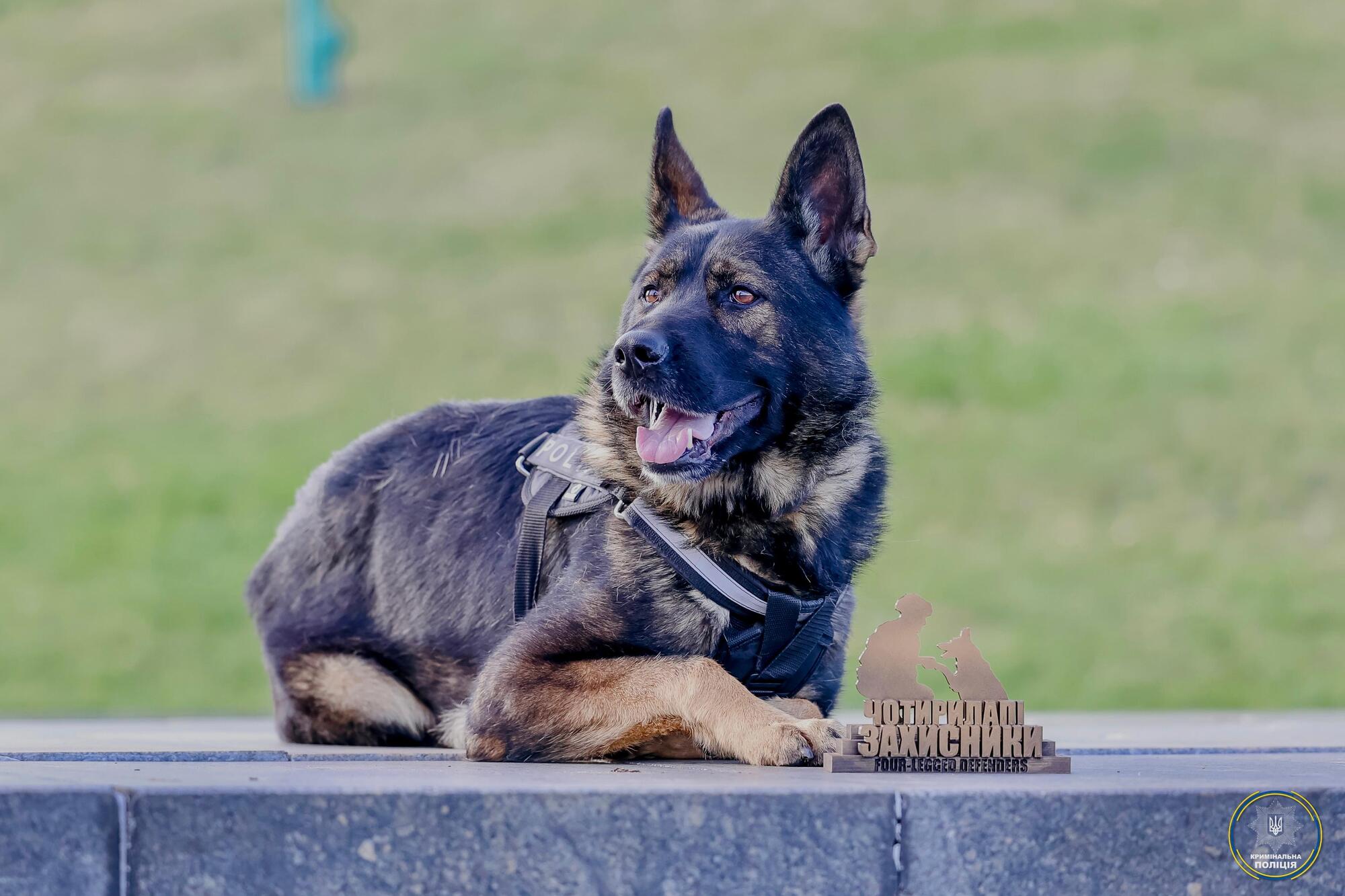 Police Service Dogs Help Locate 309 Missing Persons in Six Months, Including 177 Children